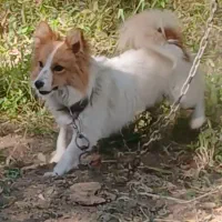 سگ پاکوتاه|سگ|خرمدره, |دیوار