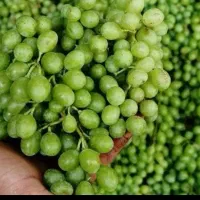 انگوره محلی ترش آبدار