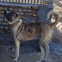 سگ سرابی