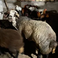 قوچ جوان و کاملا سلامت سرحال، نژاد افشار|حیوانات مزرعه|کوثر, |دیوار