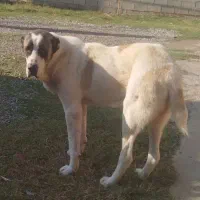 واگزار میشود فی ۳۰میل