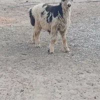 فروشی یک عدد بره