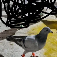 سبزشامی|حیوانات|سبزوار, کلاته سیفر|دیوار