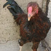 خروس لاری