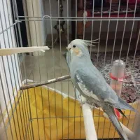 عروس هلندی