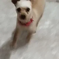 واگذاری سگ پاکوتاه نژاد دار