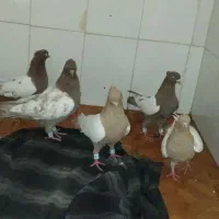 کبوتر کفتر|پرنده|نیشابور, کوی یغما|دیوار