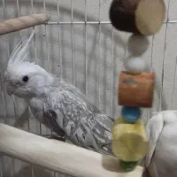 جفت عروس هلندی کارداده|پرنده|شیراز, فضلآباد|دیوار