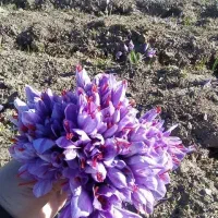 کود هیومیک اسید مخصوص زعفران تقویت خاک و پیا