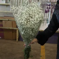 گل عروس یا ژیپسوفیلا