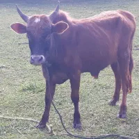 ورزاکوله چالوسی