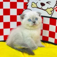 Kitten|گربه|تهران, تهرانسر مرکزی|دیوار