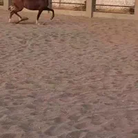 مادیان یکسر عرب