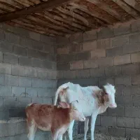 گاوبا گوسالش