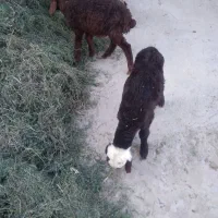 بره ماده مهربان