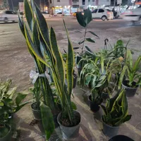 گل و گیاه