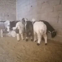 گوسفندزنده