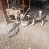 یک جفت سراب   سگ نر قیمت جفتشون  ۱۵ تومن