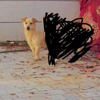 سگ پاکوتا|سگ|رفسنجان, |دیوار