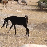 فروش سه راس بز نجدی یک نر دو ماده
