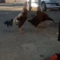 مرغ خروس لاری|حیوانات مزرعه|چالدران, |دیوار