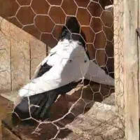 سینه ای|پرنده|قم, چهار مردان|دیوار