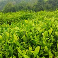 فروش انواع چای شمال