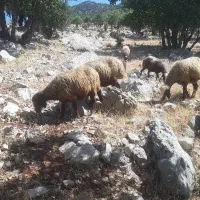 ۳۰ راس گوسفند داشتی