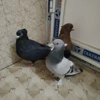 کفتر بهبهونی