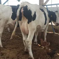 5 راس توخک و یک گاو شکم سوم 3 راس گوساله