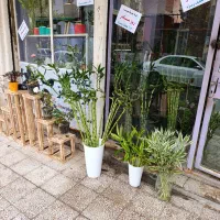 حراج گل و گیاه آپارتمانی به مناسبت روز مادر