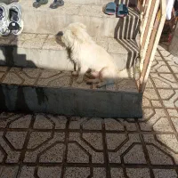 سگ فروشی|سگ|نیشابور, رحمت آباد|دیوار