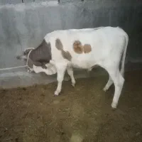 گوساله نرفروش کوار روستای فتح آباد