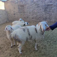 بره نر برا قوچی|حیوانات مزرعه|قهستان, |دیوار