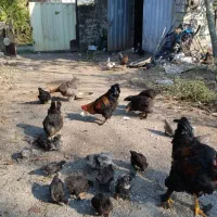 اردک ها و جوجه ها و خروس و مرغ ها|حیوانات مزرعه|چالوس, |دیوار