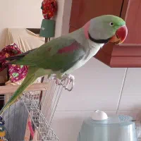 شاه طوطی نر بالغ کاملا آرام سخنگو باهوش بالا|پرنده|کرج, شهرک فهمیده|دیوار