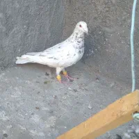 کبوتر پرشی|پرنده|شیروان (خراسان), |دیوار