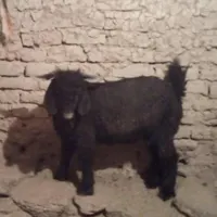 چبش گوشتی