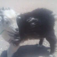 کهره نر