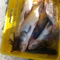 ماهی قزل زنده