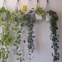 گل های اویزی