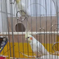 عروس هلندی نر و ماده