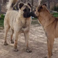 توله سراب دارم از این نصل هفت ماهشه