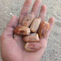 خرماشنگگشکند
