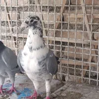 کفتر کبوتر