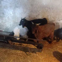 بزغاله یا. بی کوچیک نرو ماده. چاق