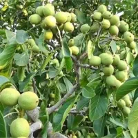 درخت گردو آمریکایی