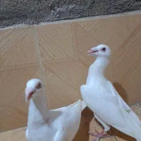 یک جفت کفتر کله ماهری
