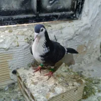 پرشی‌و‌جوجه‌کشی‌درجه‌یک