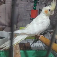 دو عدد عروس هلندی. نر. و ماده.